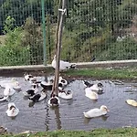 Bujtina Alia Pensionat