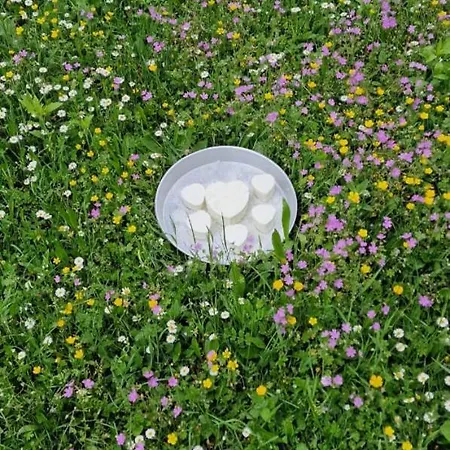 Bujtina Alia بيت ضيافة Vrana