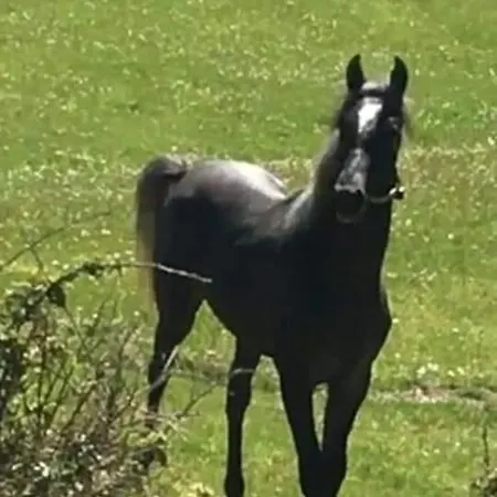 Bujtina Alia * Vrana