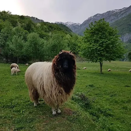 بيت ضيافة Bujtina Alia Vrana