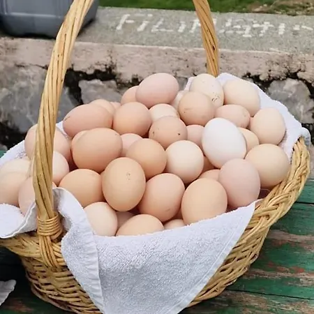 Bujtina Alia بيت ضيافة *