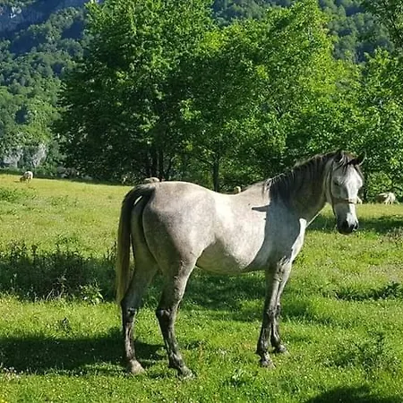 Bujtina Alia Gasthof *