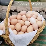 Bujtina Alia Pensión *