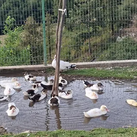 Bujtina Alia 게스트하우스