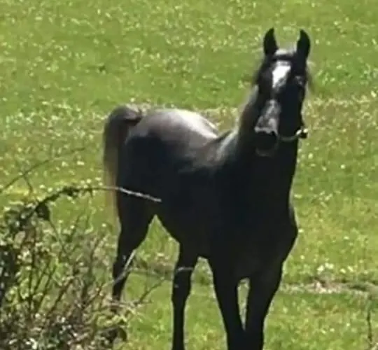 Bujtina Alia * Vrana