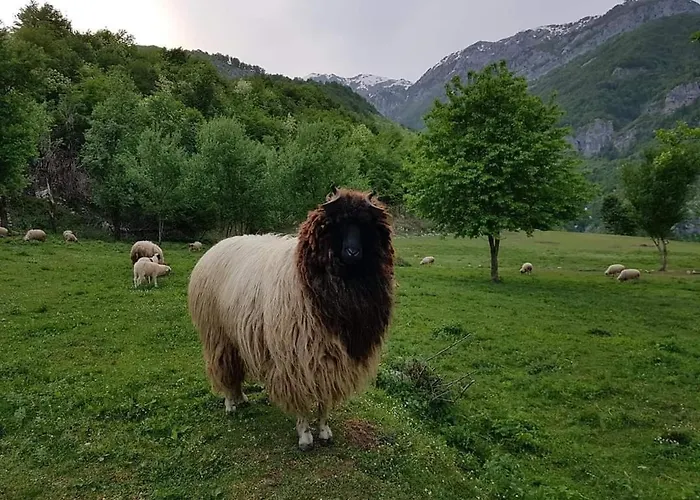 Pensjonat Bujtina Alia Vrana