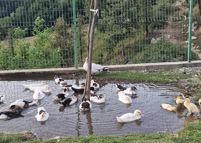 Bujtina Alia Pensjonat