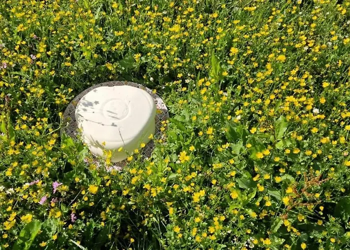 Pensjonat Bujtina Alia