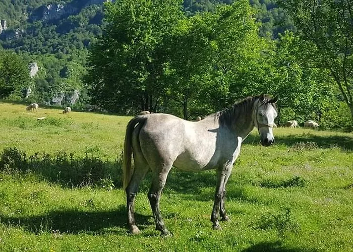 Bujtina Alia Pensión *